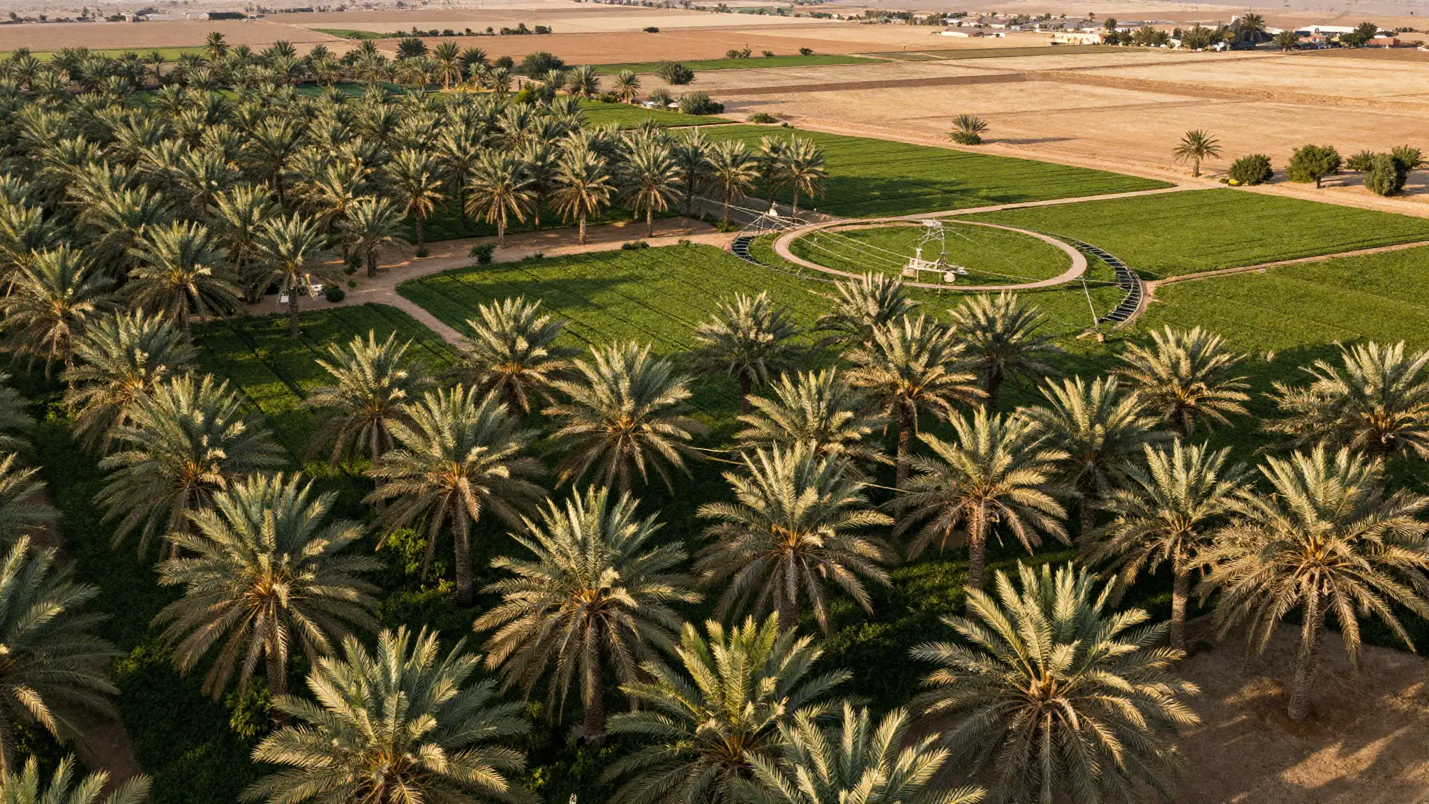 مزرعة نخيل وحقول زراعية خضراء مع نظام ري محوري في منطقة جافة، لقطة جوية توضح أنواع المزارع والاستثمار الزراعي